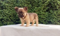Alfie