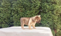 Alfie
