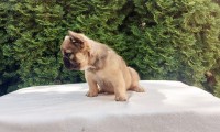 Alfie