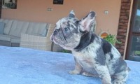 Galia