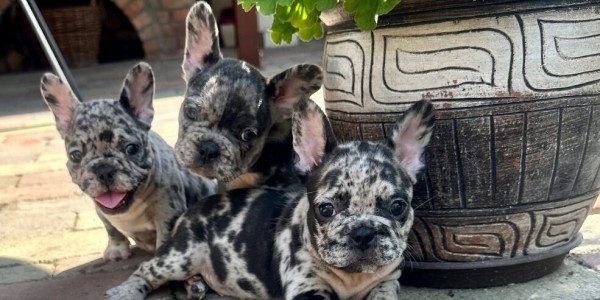 Merle Females