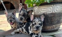 Merle Females