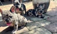 Merle Females