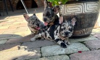 Merle Females