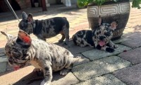Merle Females