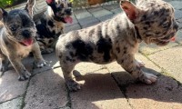Merle Females