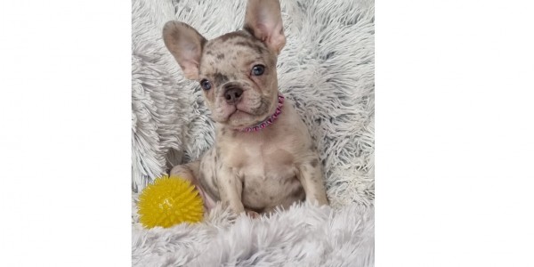 Lila