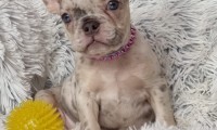 Lila