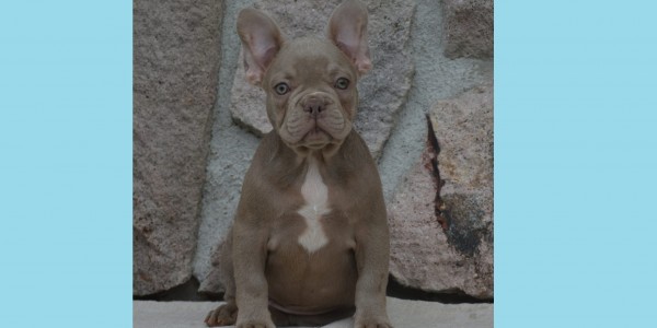 Mateo