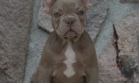Mateo