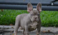 Mara