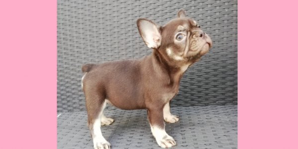 Chocolina