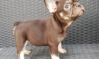 Chocolina