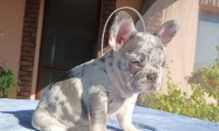 Galia