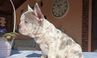 Galia