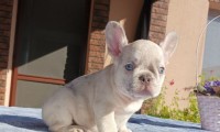 Giuseppe