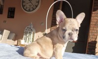 Gena