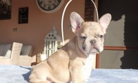 Gena