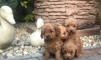 Toy Poodles