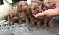 Toy Poodles
